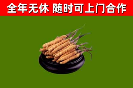 和田县烟酒回收冬虫夏草.jpg