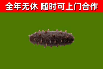 和田县回收海参干